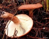 Lactarius rufus image