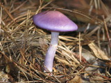Cortinarius iodes image