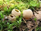 Tarzetta cupularis image