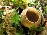Tarzetta cupularis image