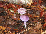Cortinarius iodes image