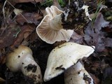 Cortinarius albofragrans image