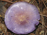 Cortinarius iodes image