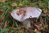 Cortinarius cumatilis image