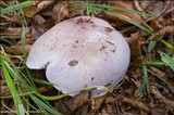 Cortinarius cumatilis image