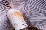 Cortinarius cumatilis image