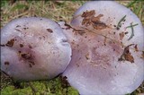 Cortinarius cumatilis image
