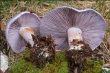 Cortinarius cumatilis image