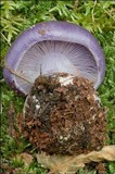 Cortinarius cumatilis image