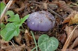 Cortinarius cumatilis image