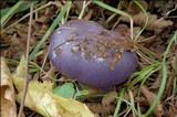 Cortinarius cumatilis image