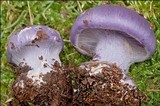 Cortinarius cumatilis image