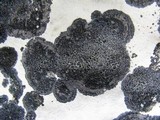 Verrucaria nigrescens f. nigrescens image