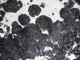 Verrucaria nigrescens f. nigrescens image