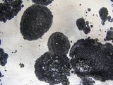 Verrucaria nigrescens f. nigrescens image