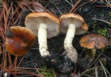 Pholiota brunnescens image