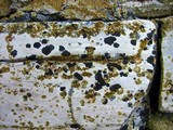 Verrucaria nigrescens f. nigrescens image