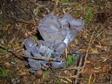 Gomphus clavatus image