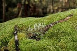 Cladonia ochrochlora image