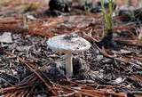 Amanita cylindrispora image