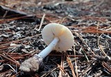 Amanita cylindrispora image