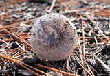 Amanita cylindrispora image