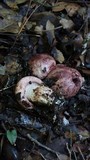 Hygrophorus purpurascens image