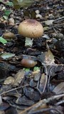 Lepiota magnispora image