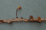 Rutstroemia petiolorum image