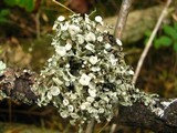 Ramalina americana image