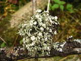 Ramalina americana image