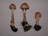 Lepiota magnispora image