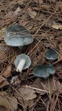 Clitocybe odora image