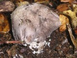 Tricholoma atroviolaceum image