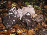 Tricholoma atroviolaceum image