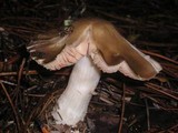 Entoloma lividoalbum image