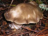 Entoloma lividoalbum image