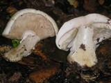 Agaricus albolutescens image