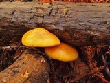 Gymnopilus sapineus image