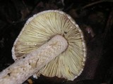 Inocybe sororia image