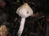 Inocybe sororia image