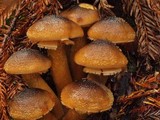 Armillaria solidipes image
