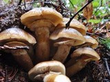 Armillaria solidipes image