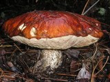 Leccinum manzanitae image