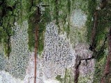 Arthonia polymorpha image