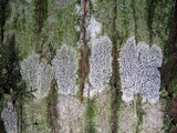 Arthonia polymorpha image