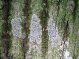 Arthonia polymorpha image