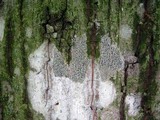 Arthonia polymorpha image