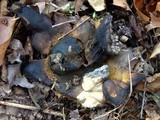 Scleroderma polyrhizum image