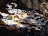 Sarcodontia pachyodon image